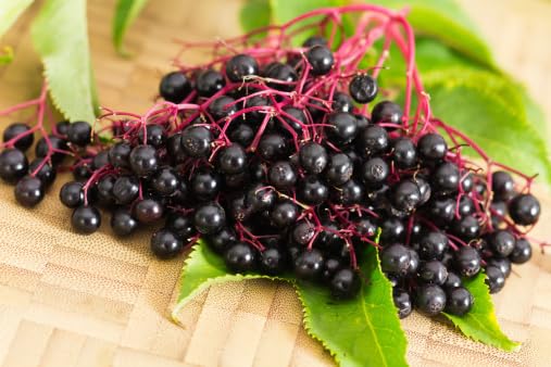 Wild Frozen Elderberries, 5 lb Bulk Pack - No Sweeteners or Thickeners, Pure Tart Flavor, Ideal for Muffins, Cakes, Breads, Versatile Ingredient, Nutrient-Rich Superfood