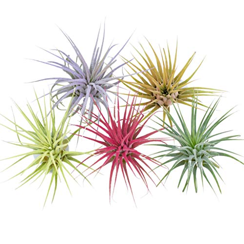 Color Enhanced Air Plants Live House Plants Fairy Garden Plants Terrarium Plants Small Air Plant Tillandsia Ionantha Guatemala (2-3 inch) Colorful Plants Fairy Garden Accessories (5pk Mulitcolored)