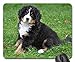 Produktbild Gaming-Mauspads, Mäusematte, Berner Sennenhund Hund Big Dog Animal Green 3