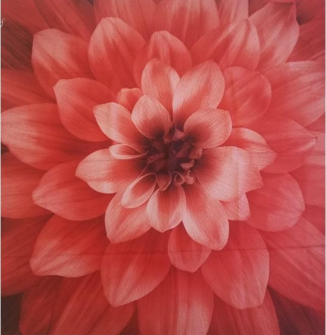 44" X 44" Panel Dream Big Flower Dahlia Florals Beautiful Hoffman California Fabrics Cotton Fabric Panel (24389-5)