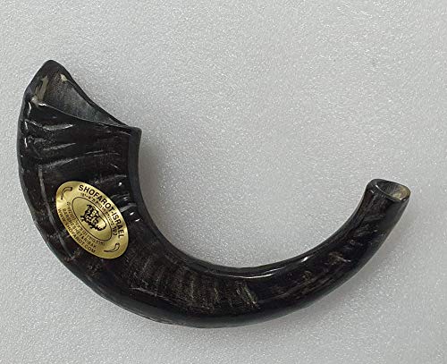 Majestic Giftware Ram’s Horn Shofar from Israel (SH1), Kosher with Natural Finish & Quality Sound - Perfect Jewish Gift for Rosh Hashanah and Bar Mitzvah, 9.8"-11.8" Long