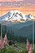 Mount Rainier National Park - Bear Family and Spring Flowers (9x12 Art Print, Wall Decor Travel Poster)