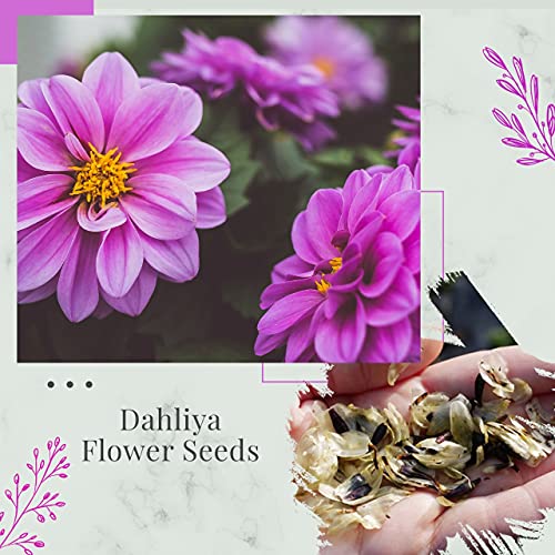 Leafy Tales Dahlia Flower Seeds for Gardening, Balcony Gardening, Planting Seeds(Pack of 100 Seeds)