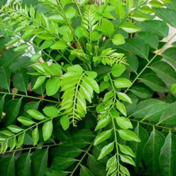 Image of Kalfo Curry Leaves Live Plant Curry Tree Curry Patta Plant Meetha Neem Curry Patta Outdoor Plant for Home and Garden with Black Pot