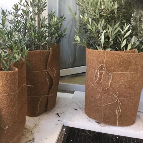 Estera de coco natural de 500 cm: protector de invierno duradero para tu jardín 8