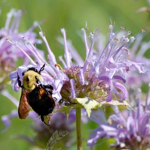 Seed Needs Bee Balm Seeds for Planting Wild Bergamot - Heirloom & Open Pollinated Perennial Flowers to Grow a Butterfly Garden to Attract Bees, Butterflies & Other Pollinators (2 Packs) - Image 2