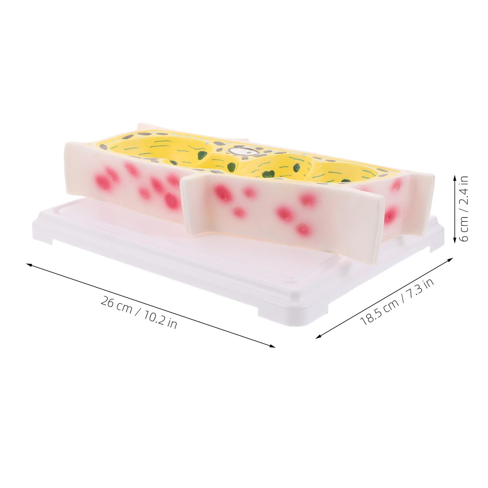 Modello Didattico di Cellula Vegetale Epidermica di Cipolla Modello Anatomico Ingrandito per Laboratorio di Biologia Strumento Educativo per Lezioni di Struttura Cellulare delle