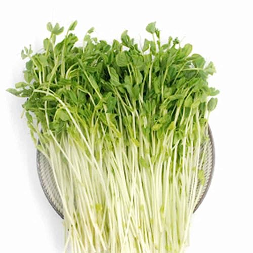 PERZOE 200 piezas de berros nutritivos, semillas de plantas vegetales bonsái de jardín fáciles de cultivar Semillas de berro