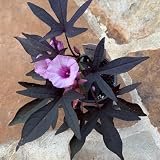 Blackie Sweet Potato Vine Plants | Pack of 2 (Two) | 5-9 Inch Ipomoea Batatas | Deeply Lobed Purple Foliage | Fast Growing Trailing Spiller for Hanging Baskets & Containers