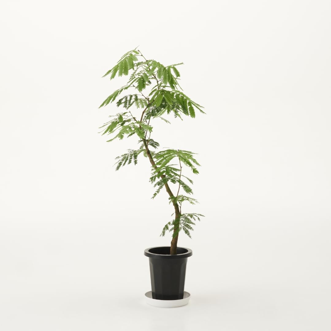 Amazon｜エバーフレッシュ 7号 観葉植物 S字 インテリア おしゃれ 大型 