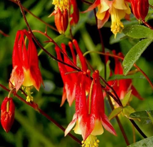 200PCS Red Eastern Columbine Seeds Perennial Attract Pollinator Flower Seed