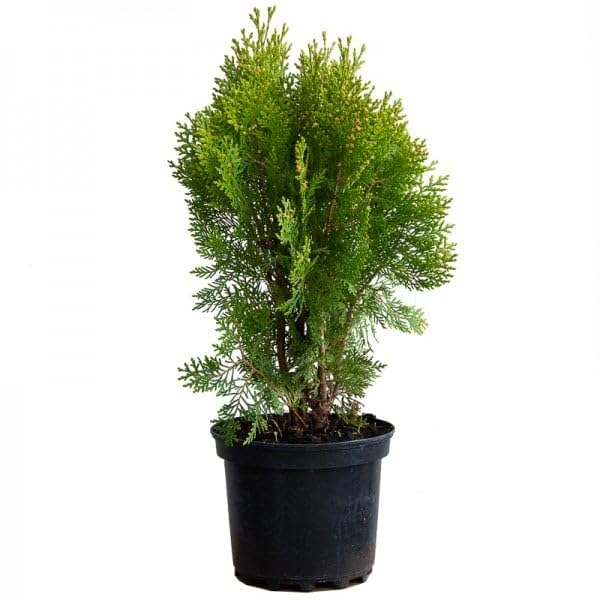 Tuya Natural Conífera Perenne para Jardines - Arbusto con Maceta de 17cm