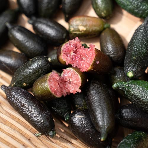 YouGarden Citrus 'Pink Caviar Lime' Tree, Established Plant in 4L Pot, Approximately 70-90cm Tall Plant, Ready to Plant and Display, Patio Fruit Tree, Grow in Garden and Pots