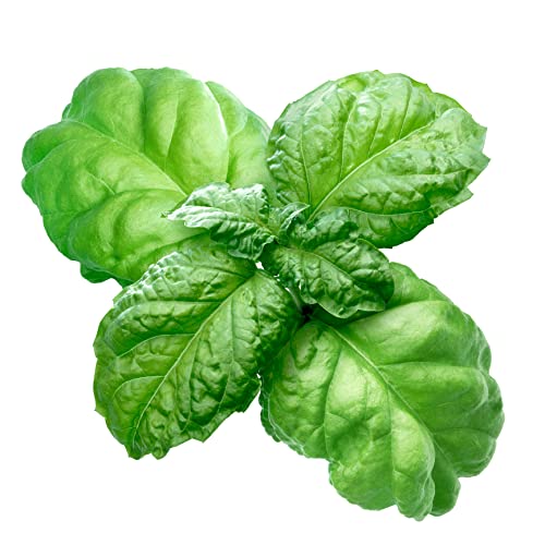 Just Seed Herb - Basil - Lettuce Leaved - Ocimum Basilicum - 400 Seeds