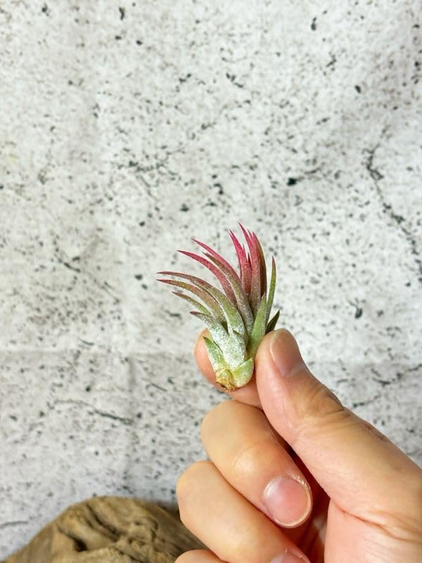 Amazon.co.jp: Frontier Plants 現品チランジア マヤントーテムポール