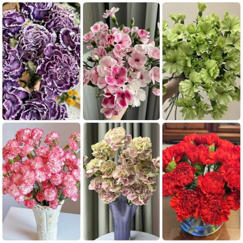 Semi di garofano, perenni di garofano selvatico, da balcone per luoghi soleggiati semi di da appartamento rare 350pcs