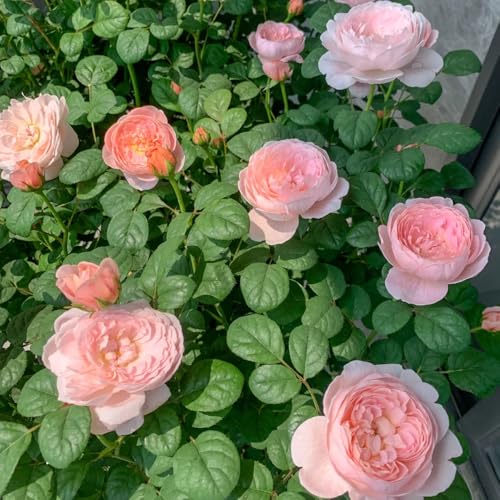 Semillas de rosal, Rosa chinensis, semillas de flores perenne resistente Las rosas trepadoras compran semillas, plantas de jardín, decoración de otoño decoración de jardín para 250pcs