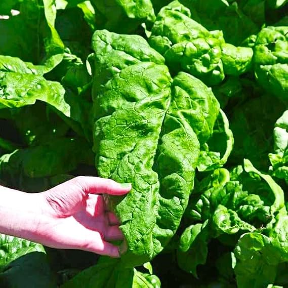 Seeds Giant Spinach Herb Garden Seeds for Planting About 100 Seeds Non-GMO Annual Plant