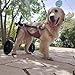 WSPWFQ Dual - Frame Dog Wheelchair for Large Breeds - Adjustable, Breathable Mesh, One - Click Wear, Ideal for Golden Retrievers & Big Dogs(XXL)