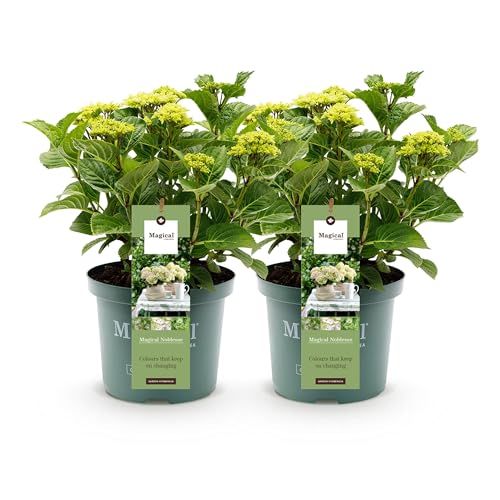 GreenboutiQ - Plante de terrasse - Hortensia - Hydrangea Magical Nobless - Blanc - 6-10 Fleurs - 2 Plantes - Pot 23cm Hauteur 55cm