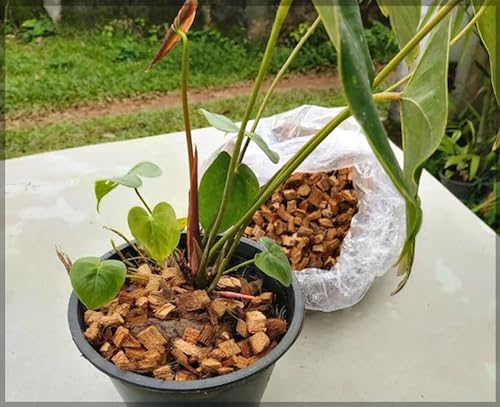 Image of Organic Coconut Husk Chips /Coir Husk Chips for Gardening /Orchids Potting Mix with Extra Nutrient Added - Eco Friendly Potting Mix (Pack of 500 GMS) - GardenHunt