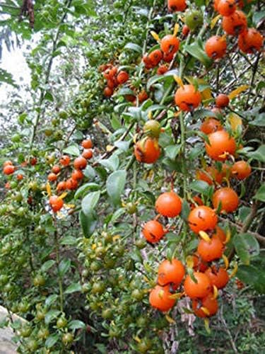 Exótico Pereskia aculeata Gold Vine Climber 4" Pot G