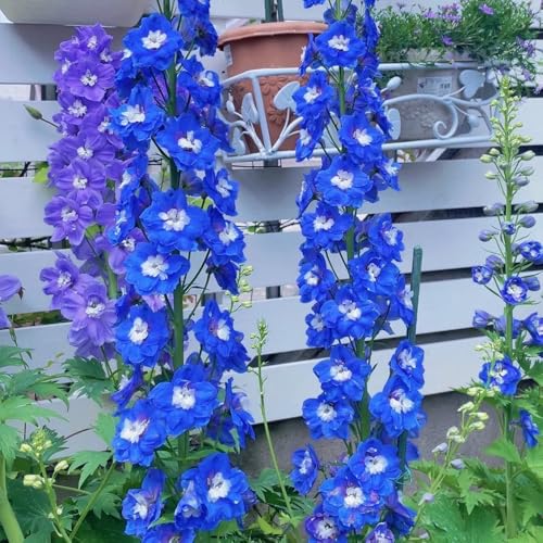 rittersporn, delphinium bodendecker winterharte kübelpflanzen garten steingartenpflanzen frühlingsblume 400samen