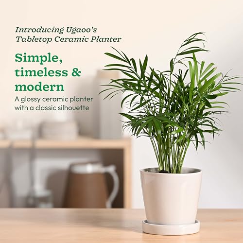 Image of UGAOO Table Top Ceramic Pot |Indoor Ceramic Planter for Home, Office, Garden, Balcony - White (4 Inch)