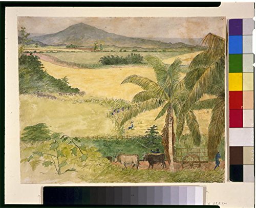 HistoricalFindings Photo: Sugar Estate,Cutting Cane,Palm Trees,Jamaica,1808-1816,William Berryman Photo