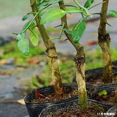 Amazon こぶみかん バイマックルー 2年生接木苗 果物