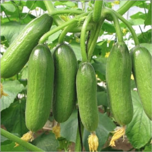 Cucumber 'MiniSweet' Plug Plants x 3 'Grow Your Own' Amazon.co.uk Garden