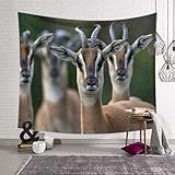 【Tapestry Größe】 Wandteppich 150 cm x 130 cm. Es ist sowohl für den Innen- als auch für den Außenbereich ausreichend.