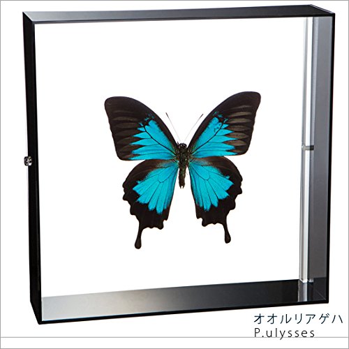 Amazon.co.jp: 蝶の標本 オオルリアゲハ P.ulysses アゲハチョウ  