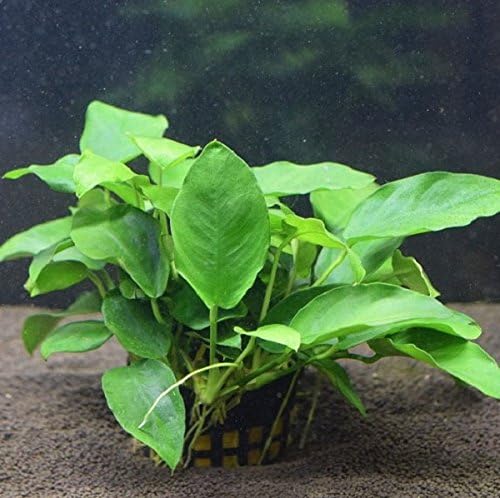 Amazon 水草 アヌビアスバルテリーナナ Pot入り Atwell 生体水草 通販