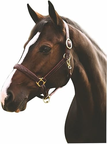 Henri de Rivel Pro Fancy - Halter acolchado con triple costura Oakbark