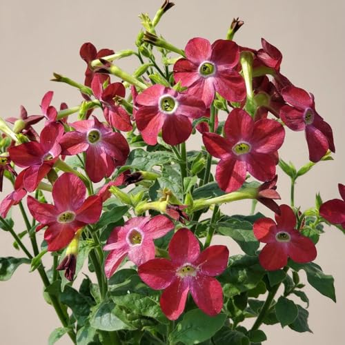 Tabaco arbusto ornamentale di farfalle giardino selvatico ufficio semi selvatici semi resistenti per giardini rocce tagliate 150pcs