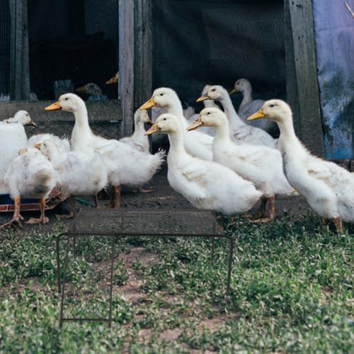 Support à poulet pour cage en fer noir et plateforme pour petits animaux