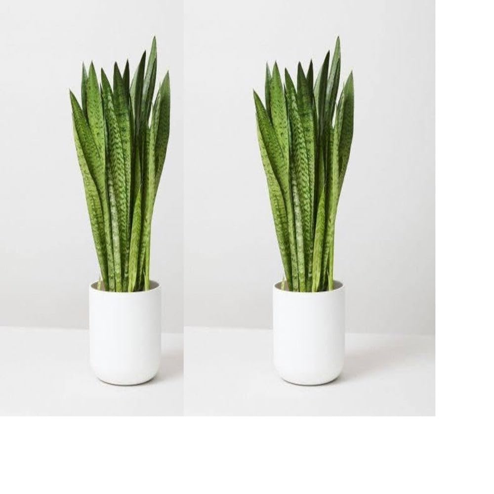 Live Snake Plant Indoor (Tall Sansevieria plant variety for more Air Purification and Oxygen)(pack of 1 healthy plant,No Pot) (Pack Of 2) (B0CXKCLGWL) Amazon Price History, Amazon Price Tracker
