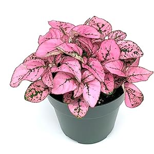 Hypoestes Pink Splash Live Potted H...