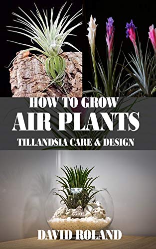 HOW TO GROW AIR PLANTS: Tillandsia Care and Design