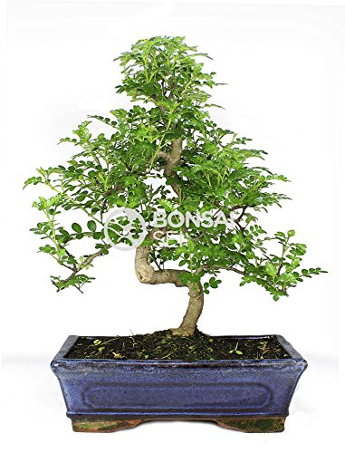 Bonsai - Falso pinimiento, 10 Años (Bonsai Sei - Zanthoxylum Piperitum) Cover