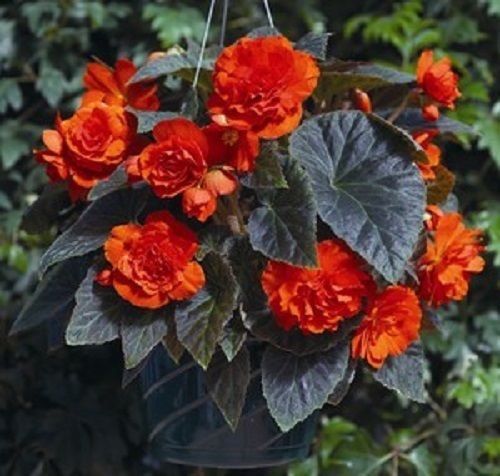 Bégonia Won Palletarte Bégonia Same Bégonia Go Go Orange Série Gogo Bégonia Paquet de 100 graines