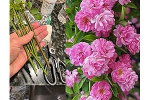 Peggy Martin/Katrina Rose 5 pcs Unrooted Cutting 8 inch each Cuttings, Pink