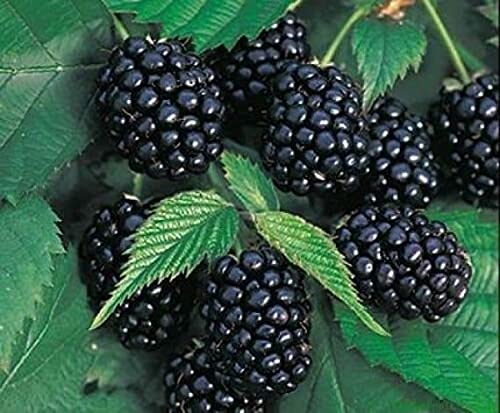 Royal Paradise Garden Natchez Hybrid Thorn-less Blackberry, 30 Seeds (B098MQMD38) Amazon Price History, Amazon Price Tracker