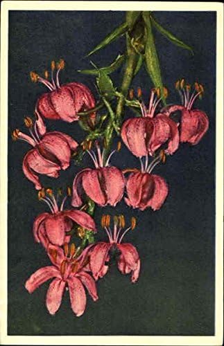 Lilium Martagon Flowers Original Antique Postcard