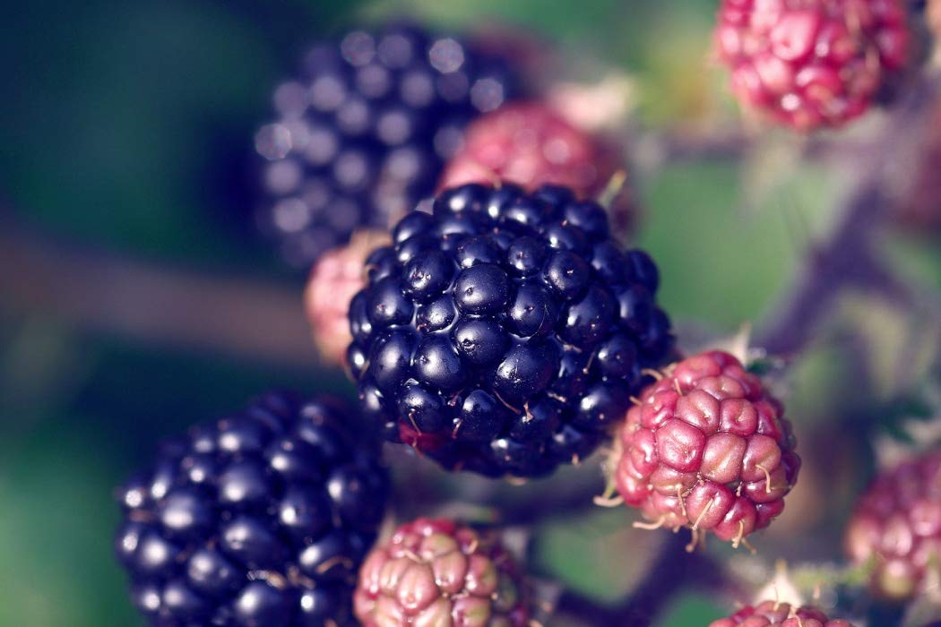 Creative Farmer Live Plant Mulberry Dwarf Year-Around Flowering Garden Plant(1 Healthy Live Plant) (B07YYC2VM6) Amazon Price History, Amazon Price Tracker