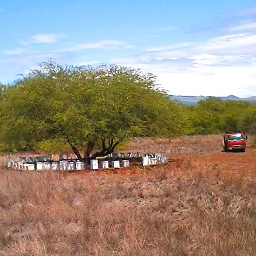 Amazon | レアハワイアンオーガニックホワイトキアヴェハニー 8オンス