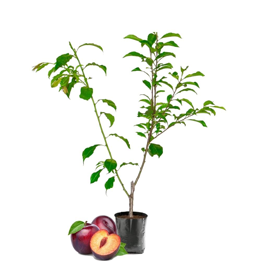 IXORA Red Plum Aloo Bukhara Variety Fruit (Air Layering/Grafted) Live Plant & Tree(1.5-3 Feet Size)