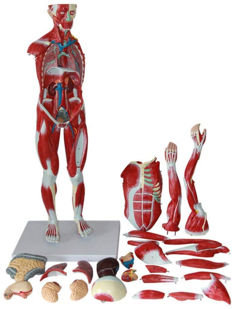 Amazon.co.jp: 人体解剖モデルの/ 30.7 78センチメートル