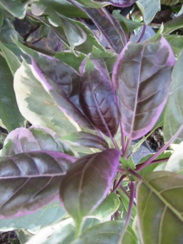 Variegated Chalice Vine Cups Of Gold Rare Flowering Tropical Live Plant Coconut Scented Yellow Bloom Starter Size 4 Inch Pot Emeralds Tm #TOP1